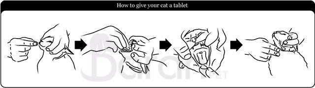 آموزش قرص دادن به گربه