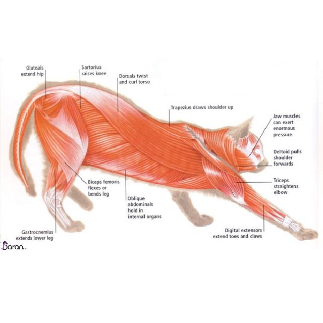 آناتومی ماهیچه گربه