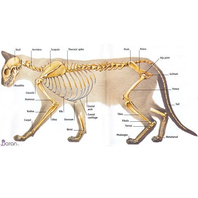 آناتومی استخوان گربه