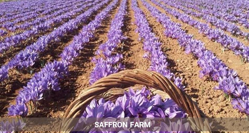 saffron farm