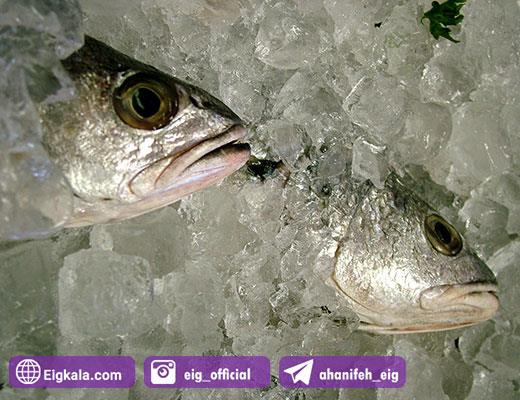 کاربرد یخ خرد در نگهداری ماهی