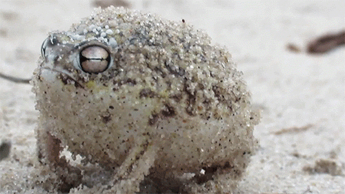 قورباغه باران صحرایی - Desert rain frog