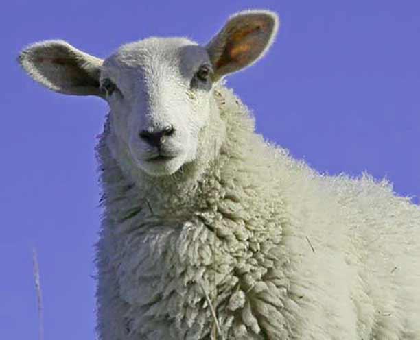 نرخ گوسفند زنده