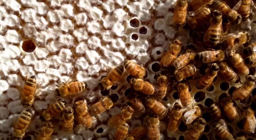 زنبورها در حال فعالیت در کندو