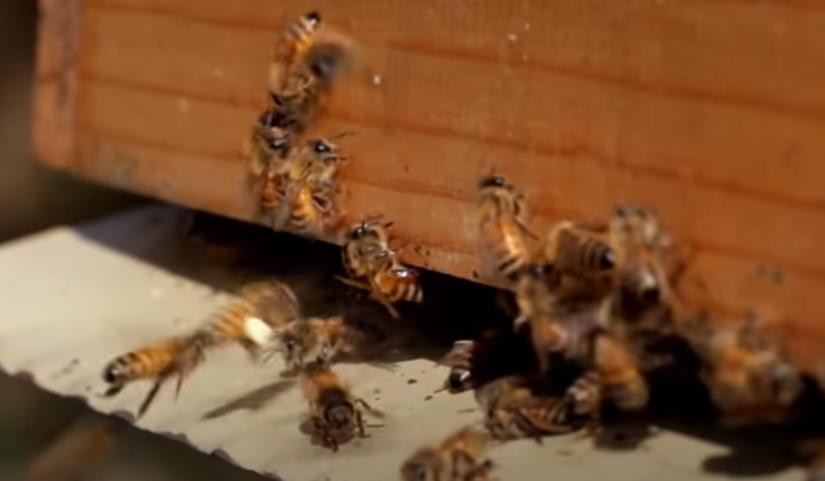 زنبورها در ورودی کندو