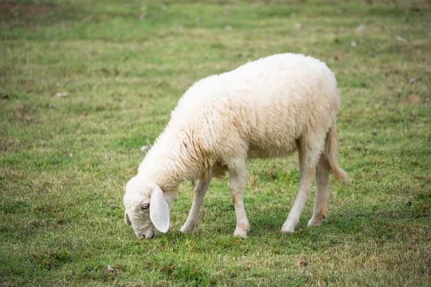 آیا قیمت گوسفند زنده افزایش میابد
