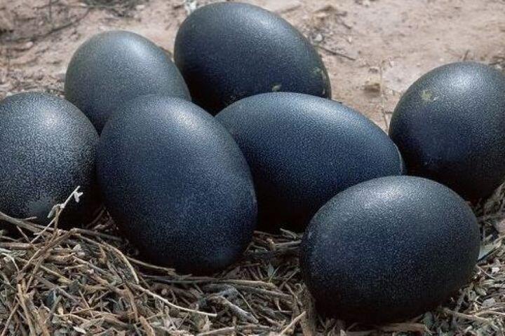تخم مرغ سیاه
