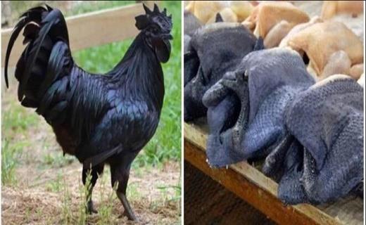 گوشت مرغ سیاه