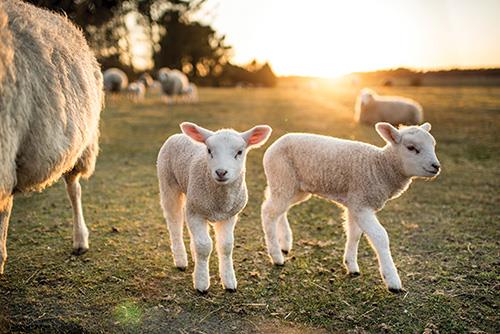 آموزش پرورش گوسفند | پرواربندی گوسفند
