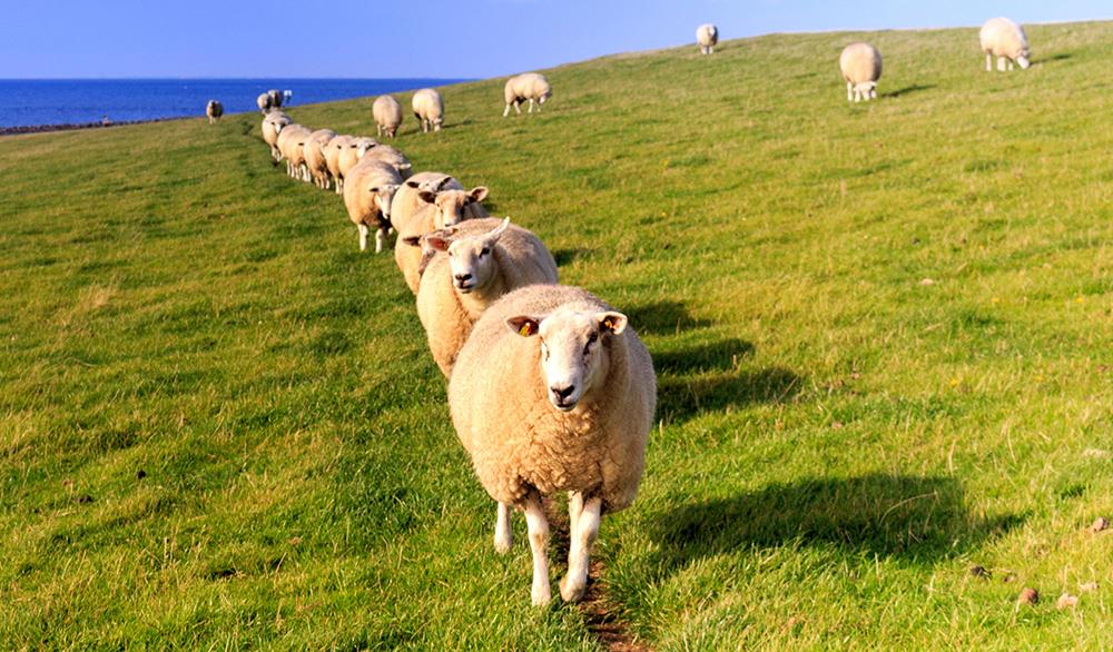 آموزش پرورش گوسفند | پرواربندی گوسفند