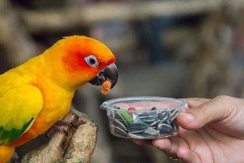 غذا دادن به پرنده‌ها