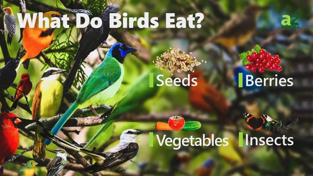 چه غذاهایی به پرنده‌ها بدیم؟