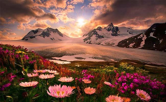 بزرگترین کوه گل افشان جهان
