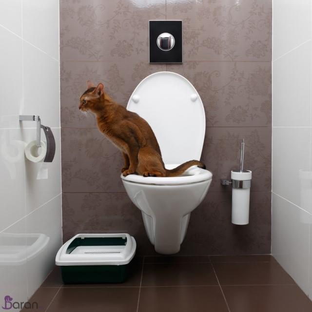 آموزش توالت فرنگی به گربه