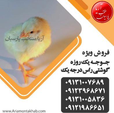 فروش جوجه گوشتی