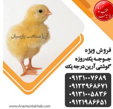 فروش جوجه گوشتی آرین