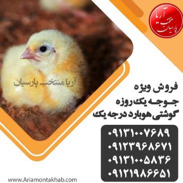 فروش جوجه گوشتی هوبارد