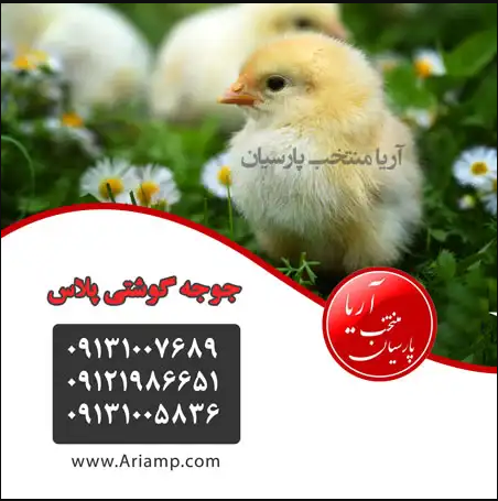 فروش-جوجه-گوشتی-پلاس