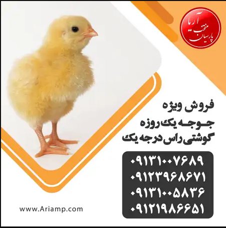 قیمت جوجه گوشتی راس