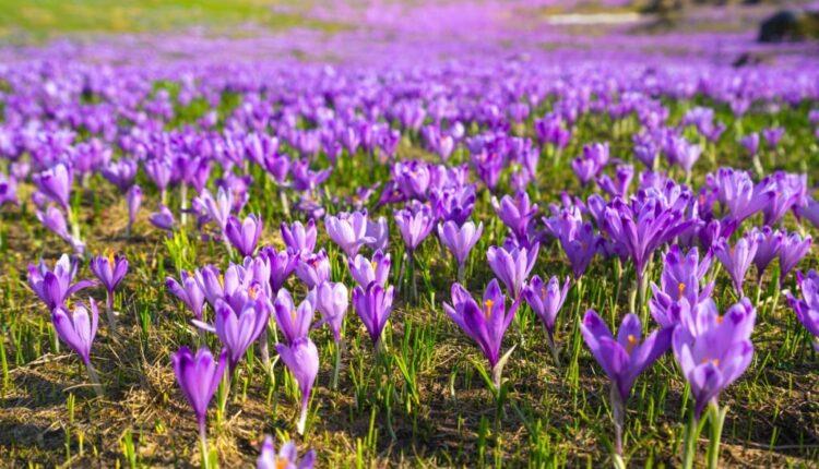 What Is Saffron Used For In Cooking?