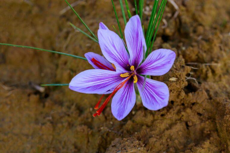 What Is Saffron Used For In Cooking?