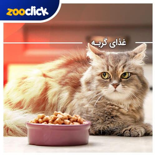 غذای گربه خانگی