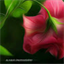پروفایل N
